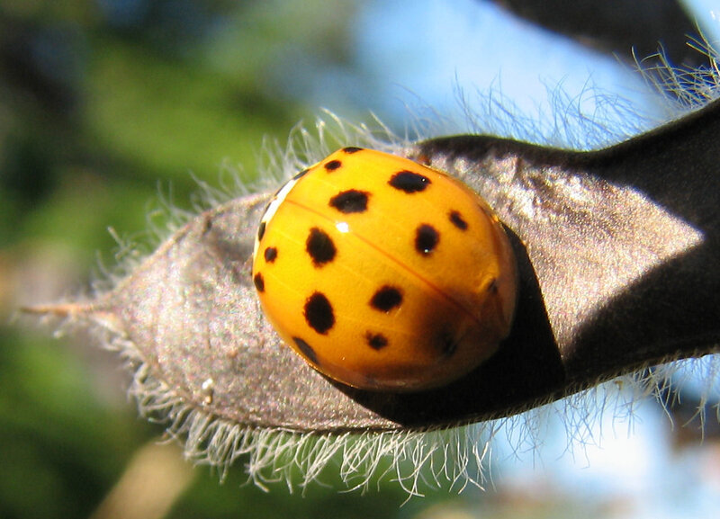 Yellow Ladybug on Pod