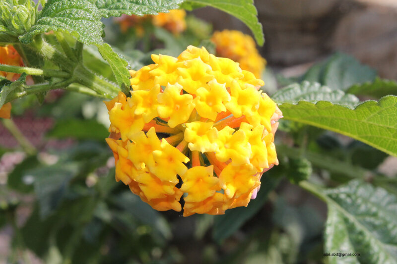 Yellow Lantana Flower — Natural