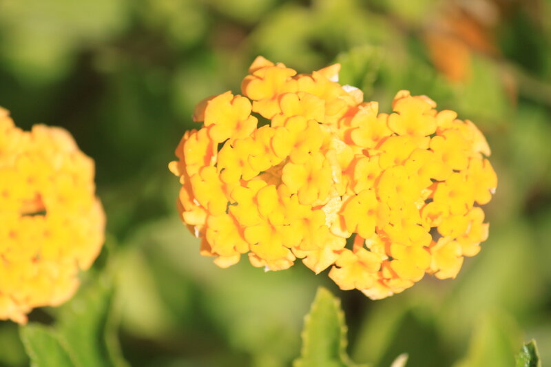 Yellow Lantana Flower