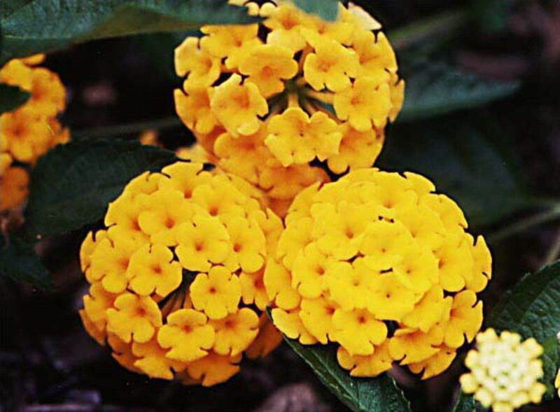 yellow lantana flowers