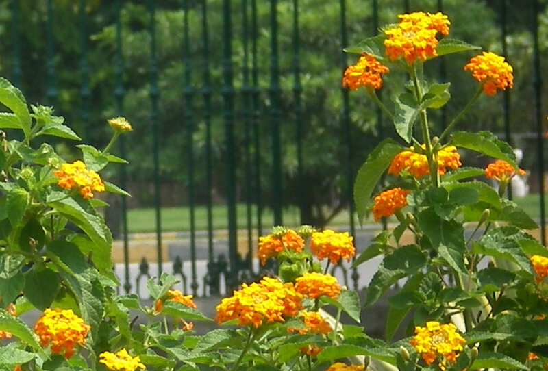 Yellow Lantana Flowers — Calm, Afternoon