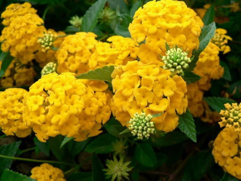 Yellow Lantana Flowers — Natural, Afternoon