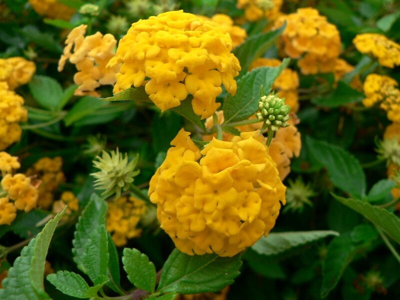 Yellow Lantana Flowers — Natural, Summer
