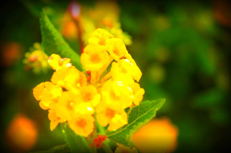 Yellow Lantana Flowers — Natural