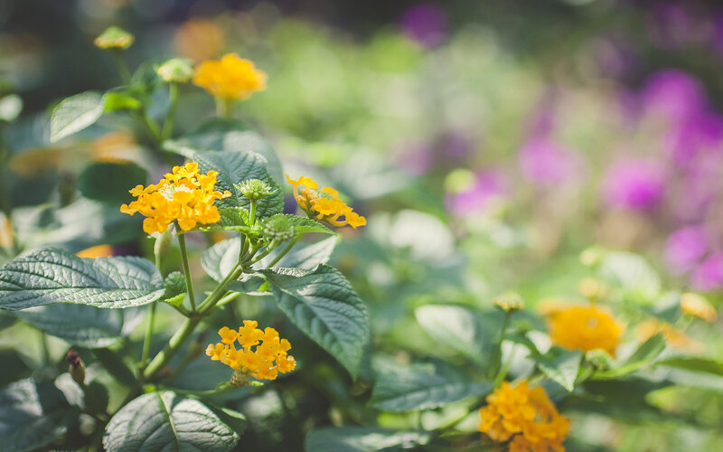 Yellow Lantana Flowers — Serene