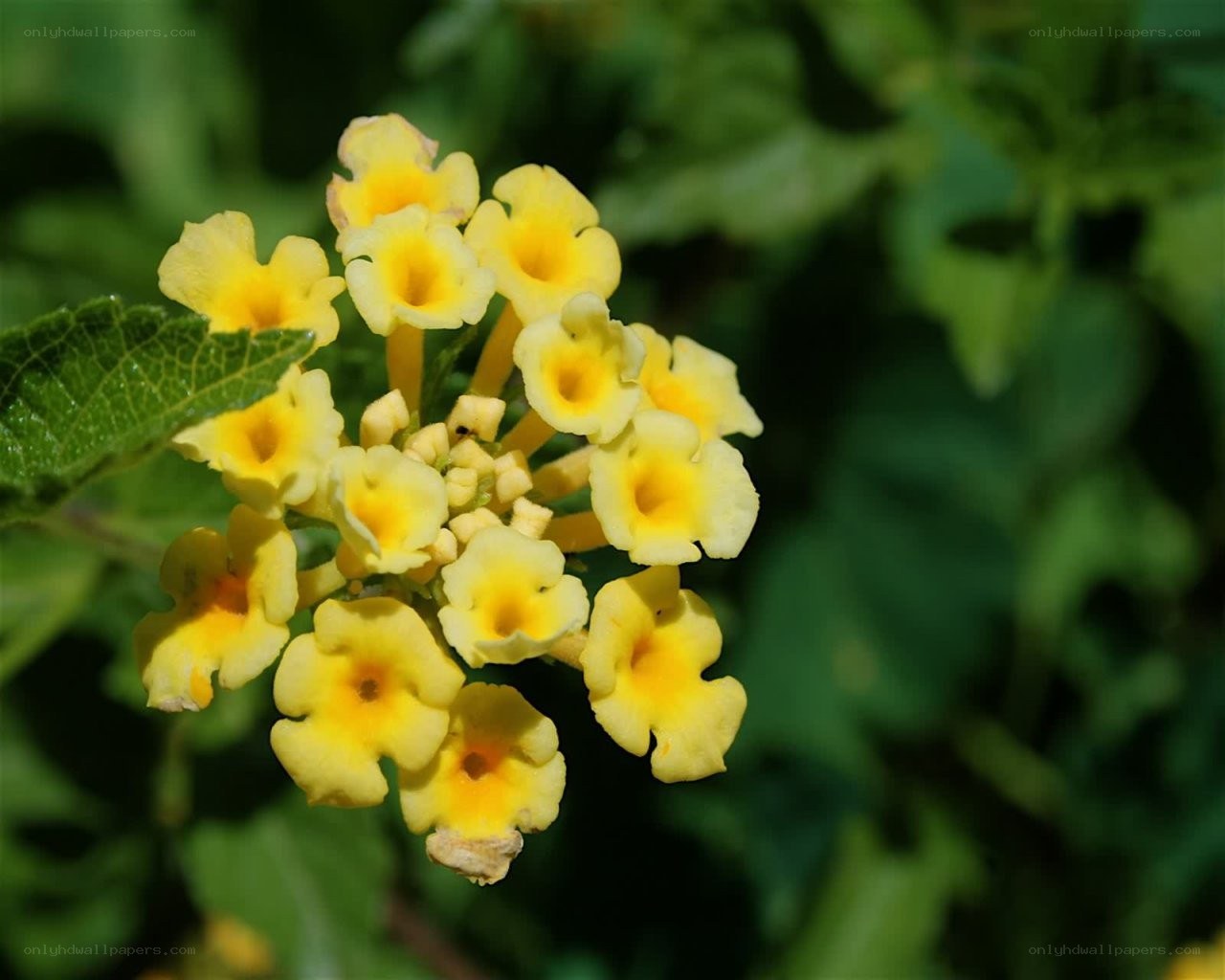 yellow lantana flowers