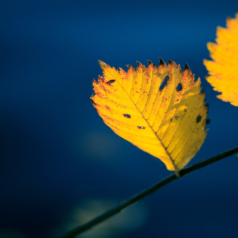 Yellow leaf against blue sky