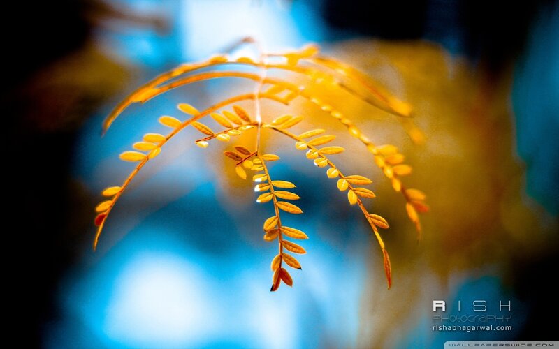 Yellow Leaf Branch — Serene, Autumn