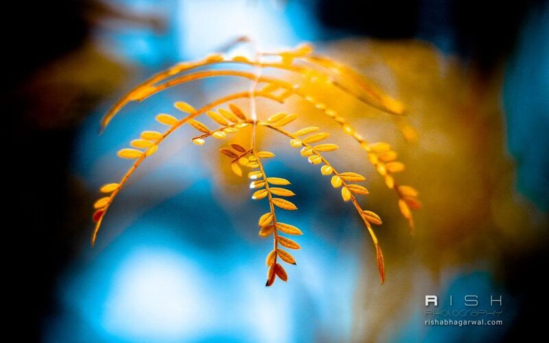 Yellow Leaf Branch