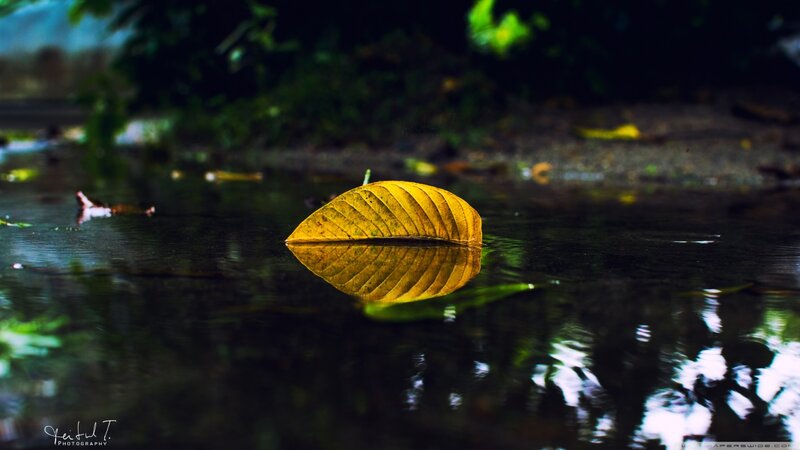 Yellow Leaf Floating on Water
