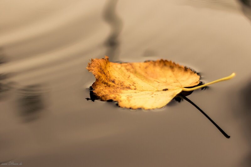 Yellow Leaf Floating