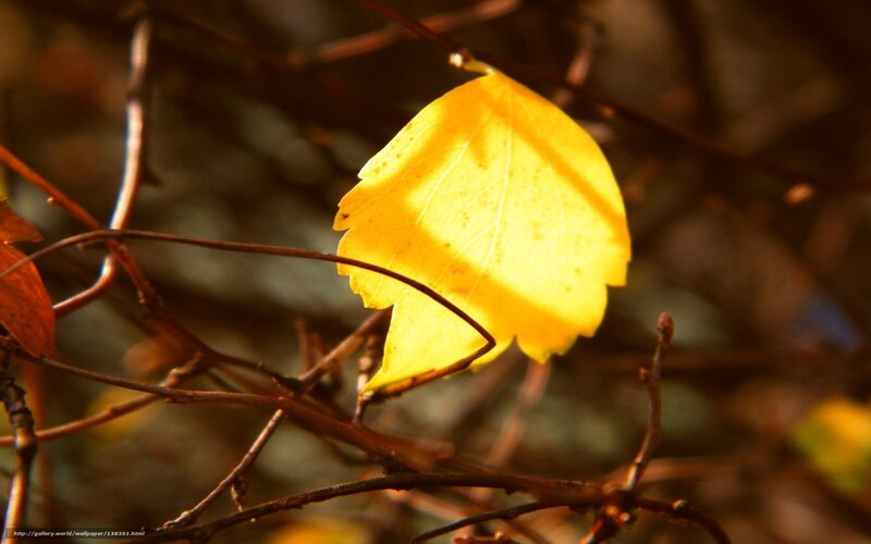 Yellow leaf in autumn light