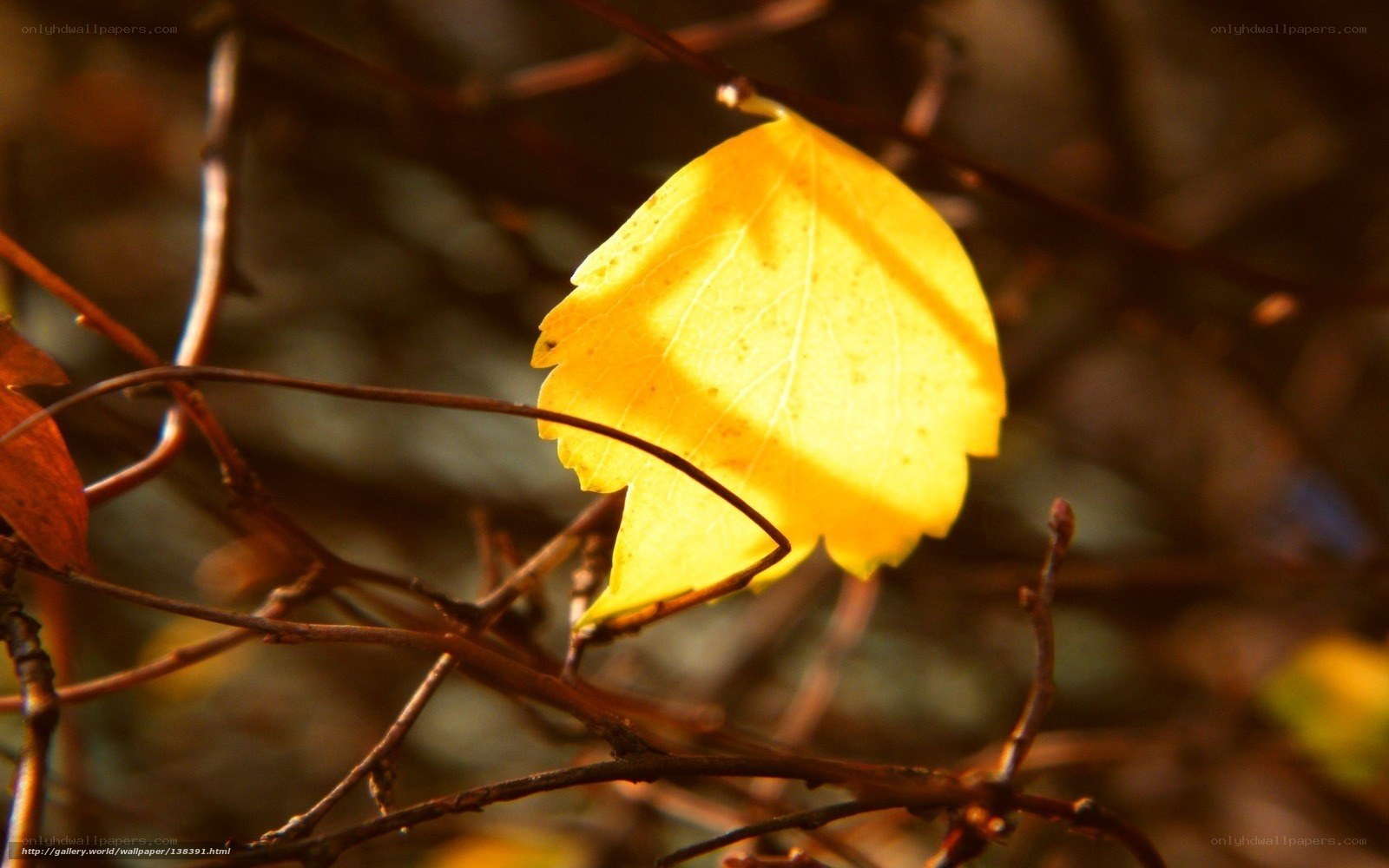 Yellow leaf in autumn light