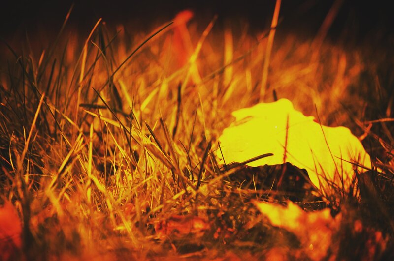 Yellow Leaf in Grass