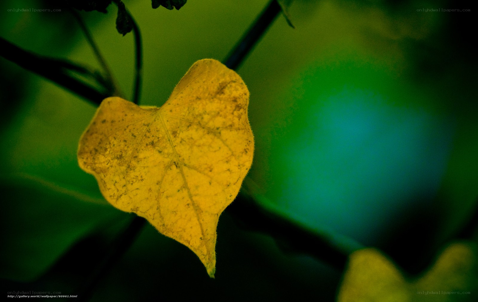 yellow leaf in green foliage