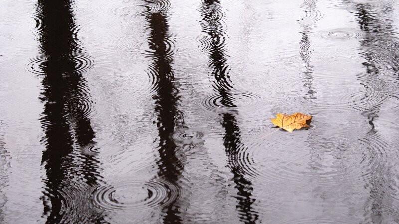 Yellow Leaf in Puddle