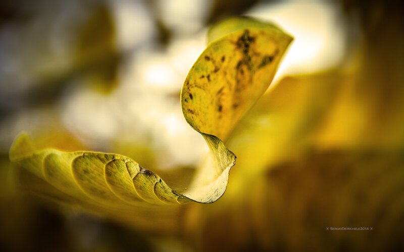 Yellow Leaf in Sunlight — Serene