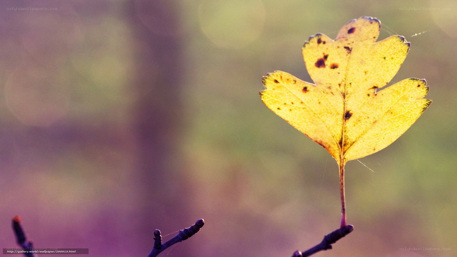 yellow leaf in sunlight