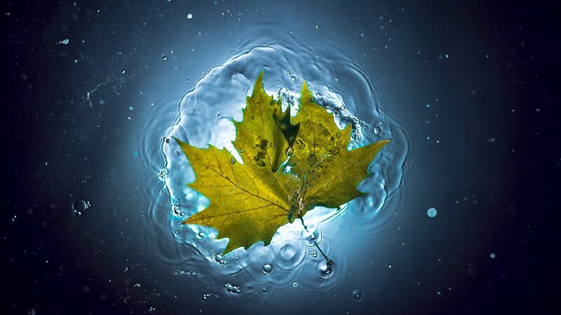Yellow Leaf in Water — Blue