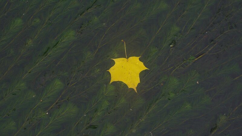Yellow Leaf in Water — Calm