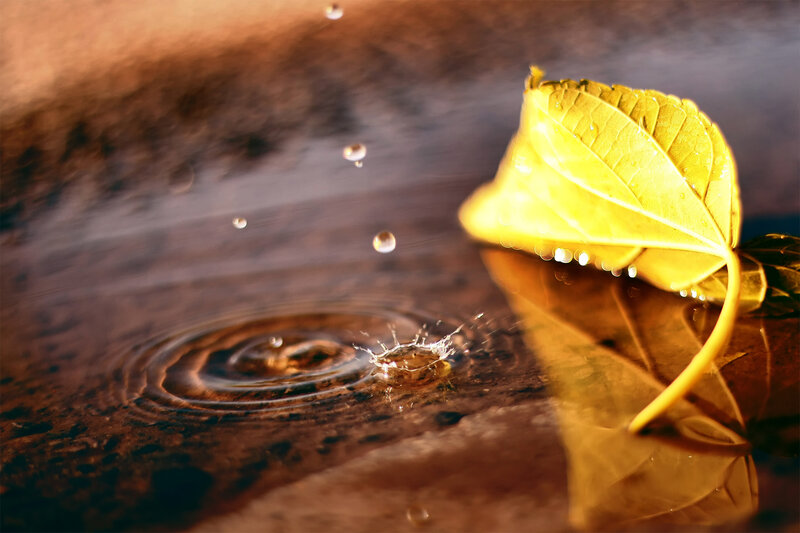 Yellow Leaf in Water — Serene