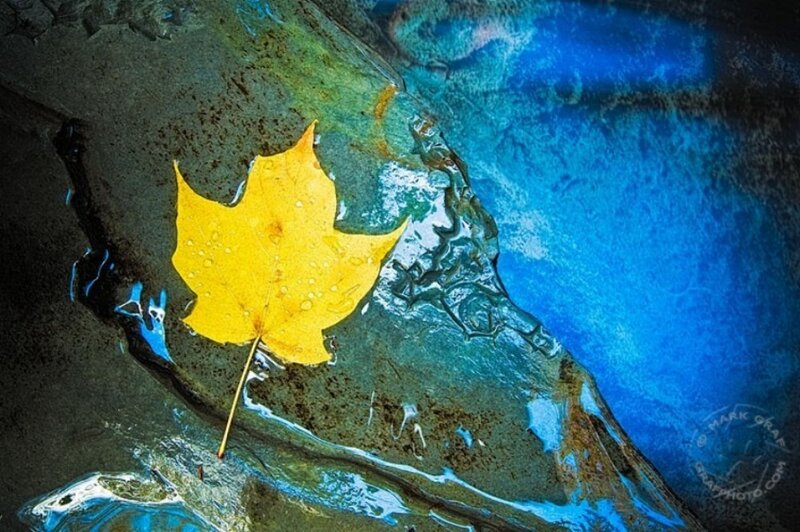 Yellow leaf in water