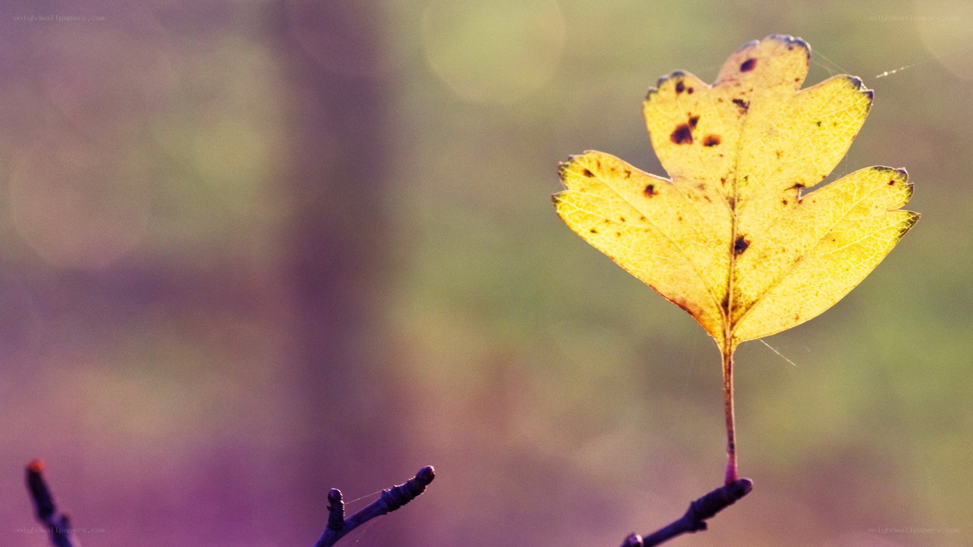 yellow leaf on a branch