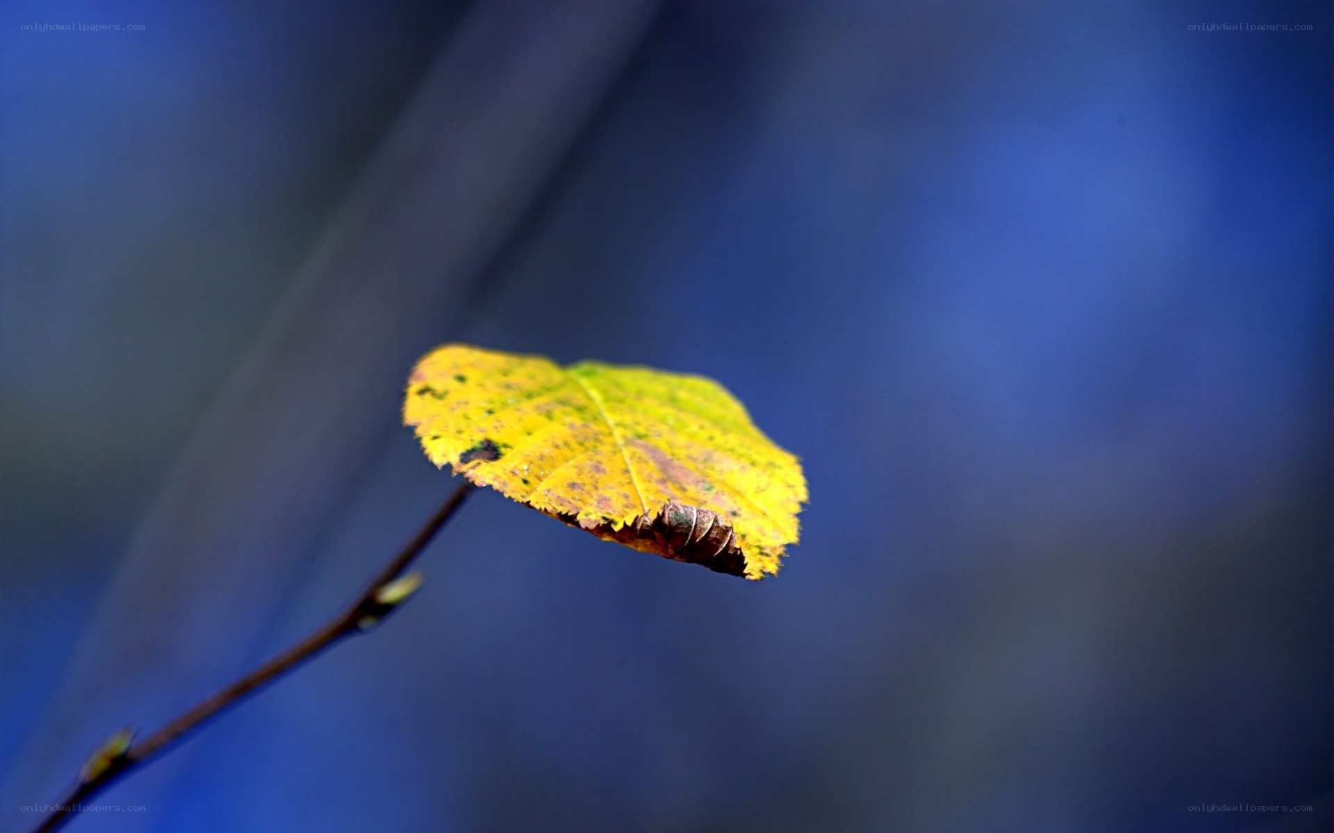 yellow leaf on a branch