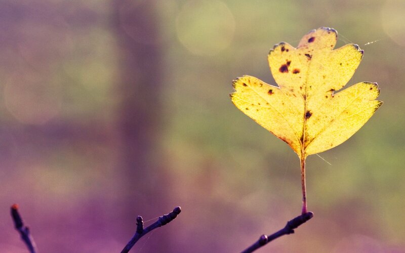 Yellow leaf on a branch