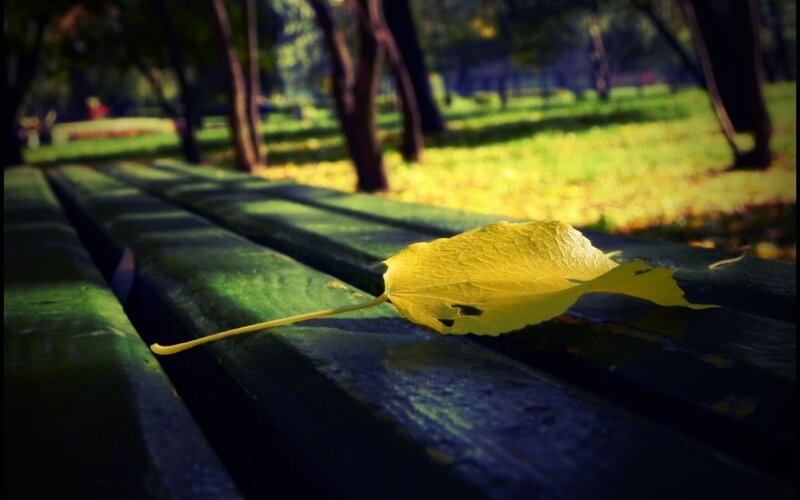Yellow leaf on a park bench