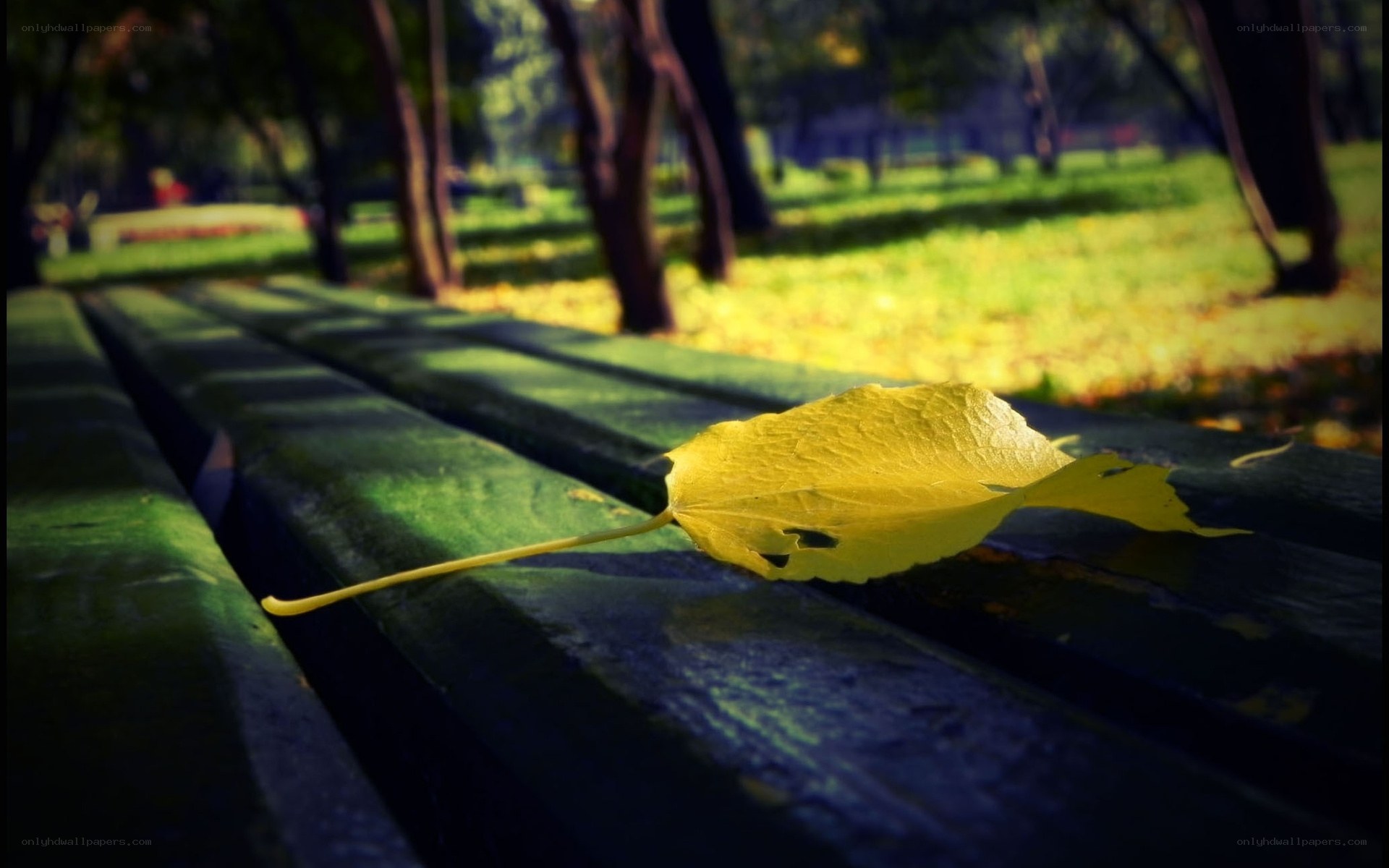 Yellow leaf on a park bench