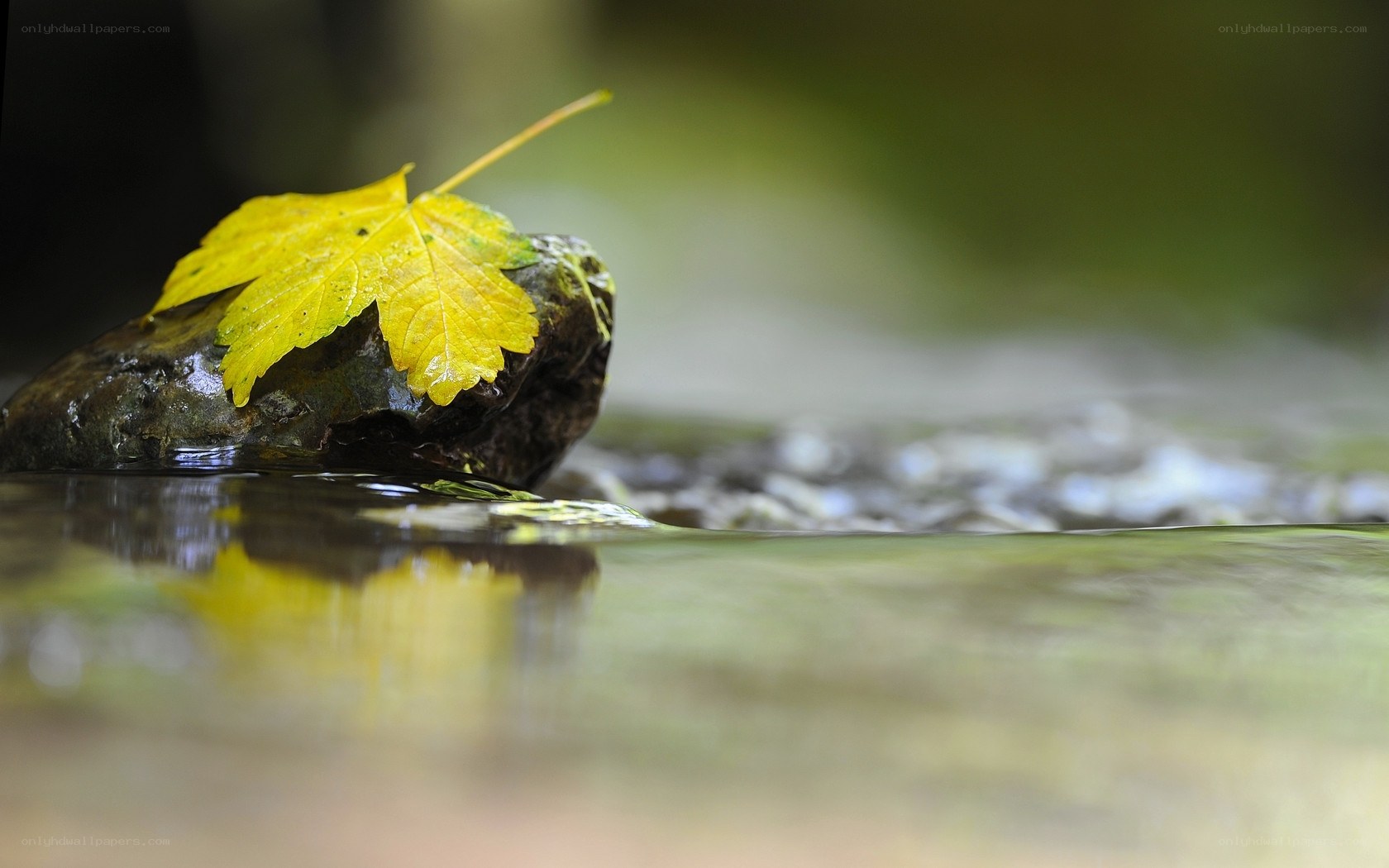 Yellow leaf on a rock in a stream