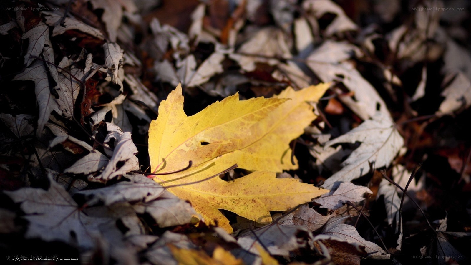Yellow leaf on autumn ground