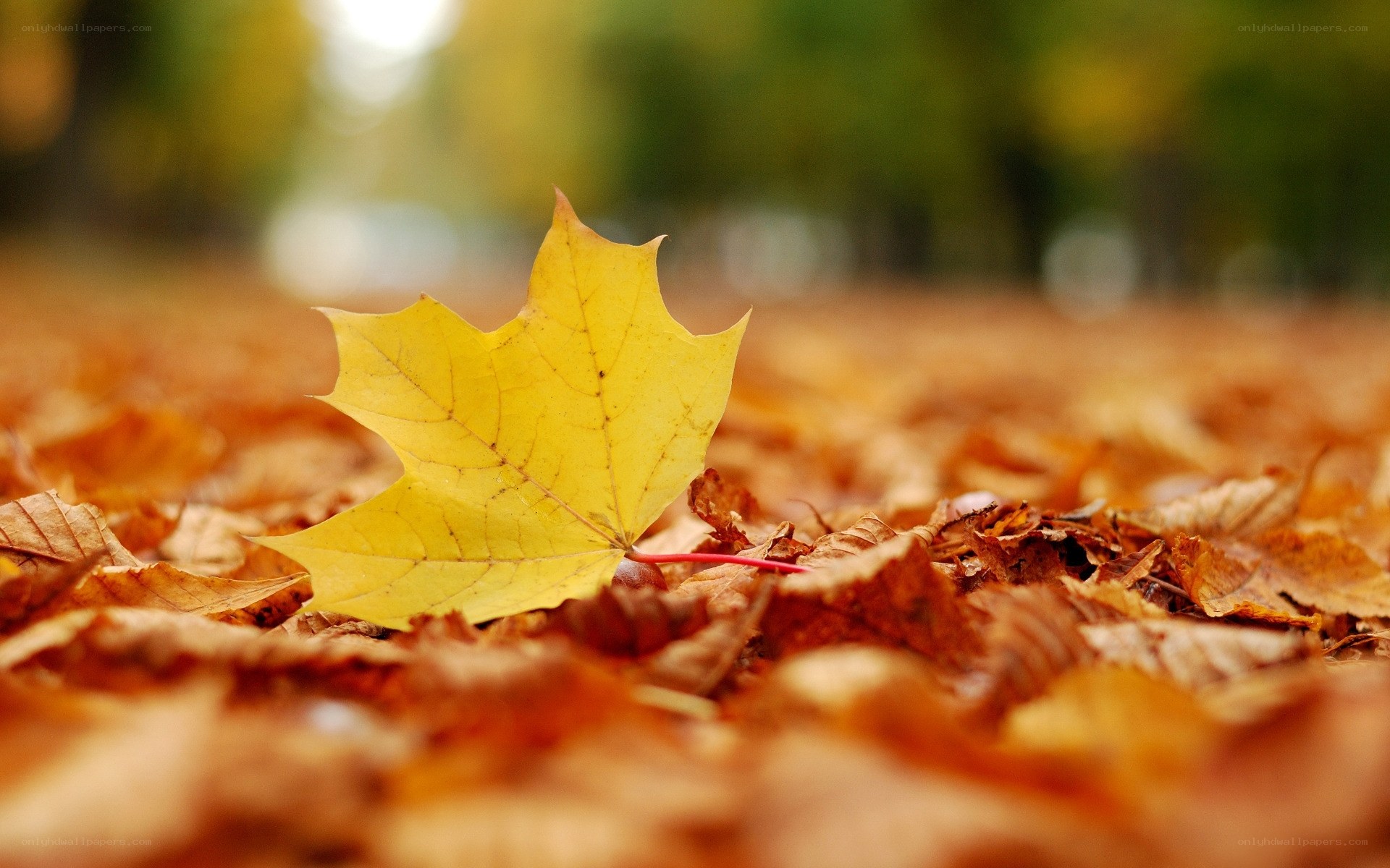 Yellow leaf on autumn ground