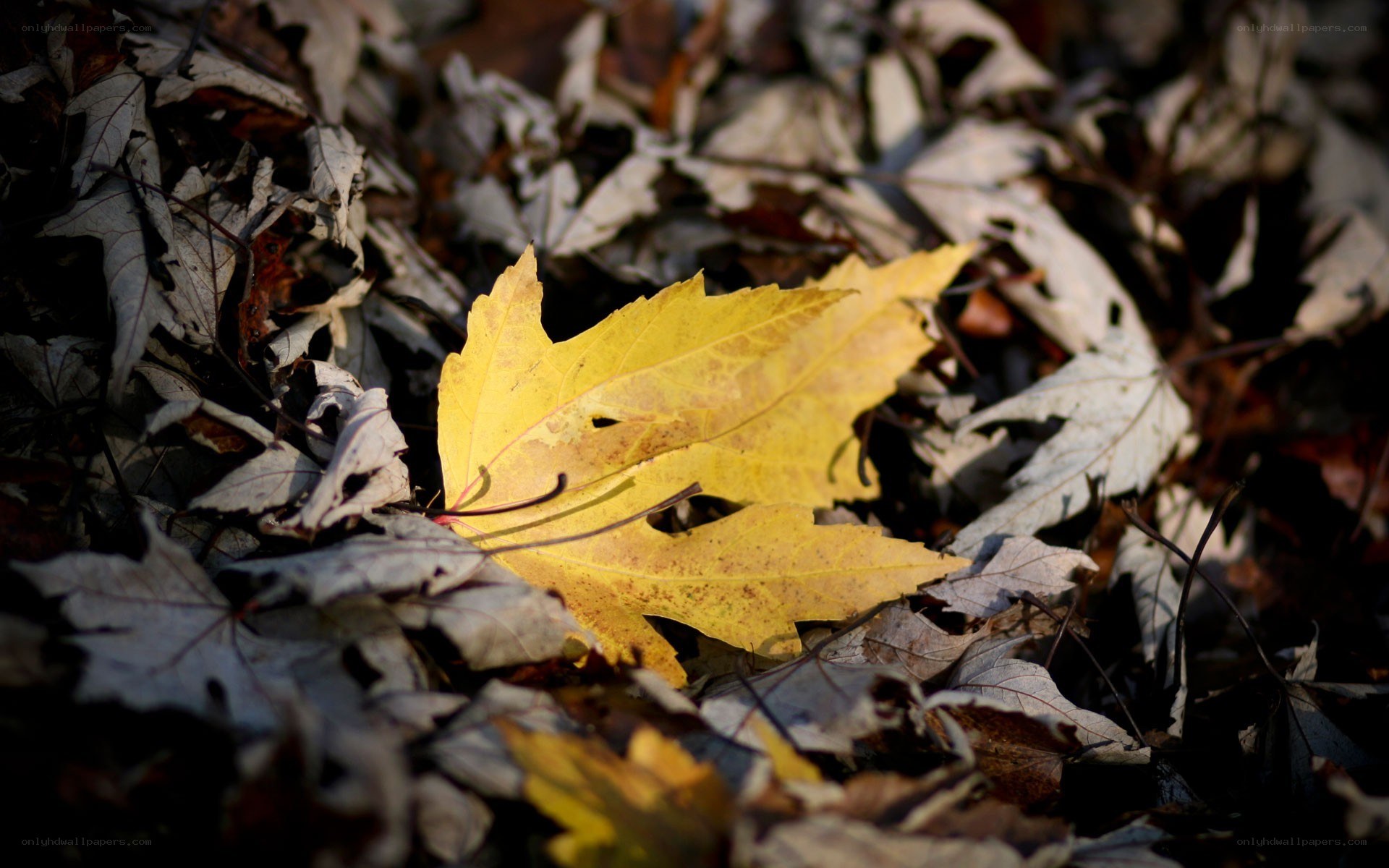 Yellow leaf on autumn ground