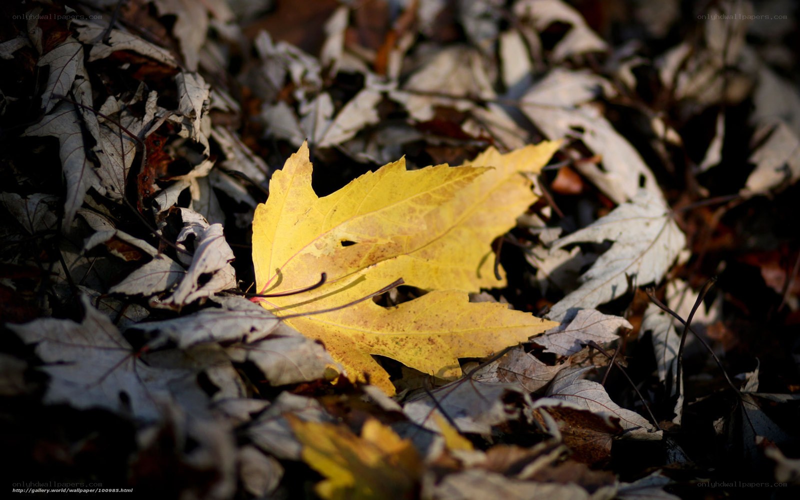 Yellow leaf on autumn ground