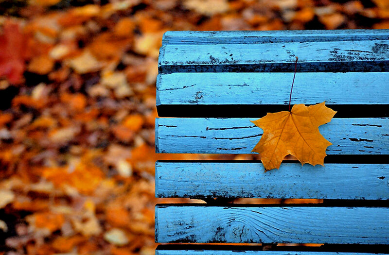 Yellow Leaf on Bench — Blue