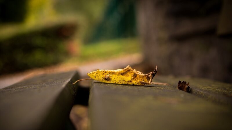 Yellow Leaf on Bench — Calm