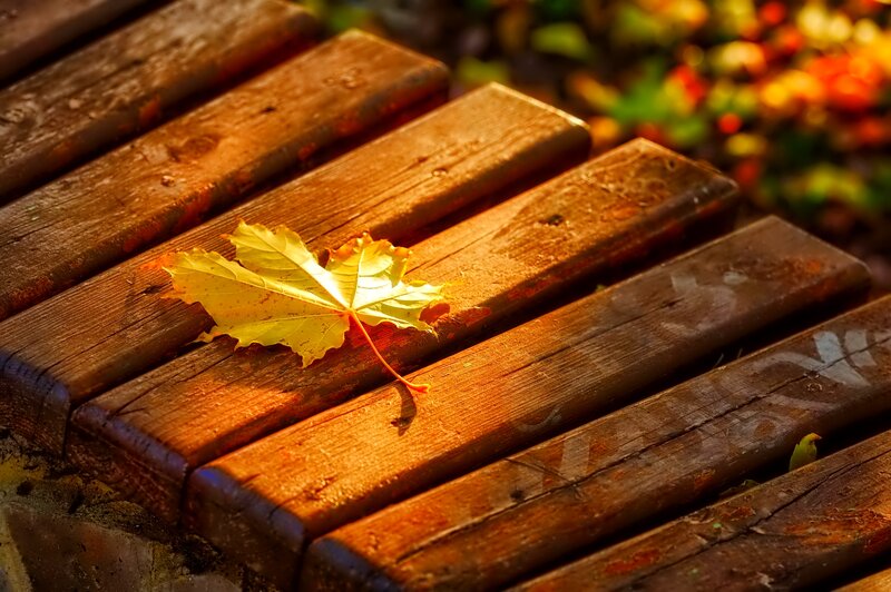 Yellow Leaf on Bench