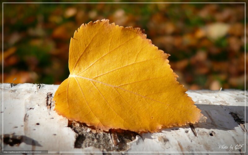 Yellow leaf on birch bark