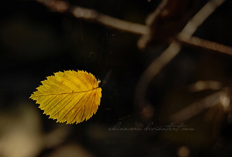 Yellow Leaf on Branch — Dramatic