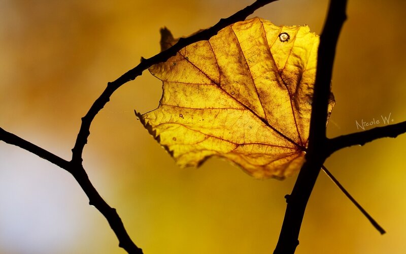 Yellow Leaf on Branch — Serene, Autumn, Photograph, Background