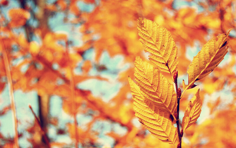 Yellow Leaf on Branch — Serene, Autumn, Photograph, Sky