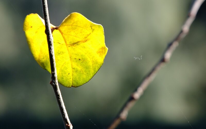 Yellow Leaf on Branch — Serene, Autumn, Photograph, Web