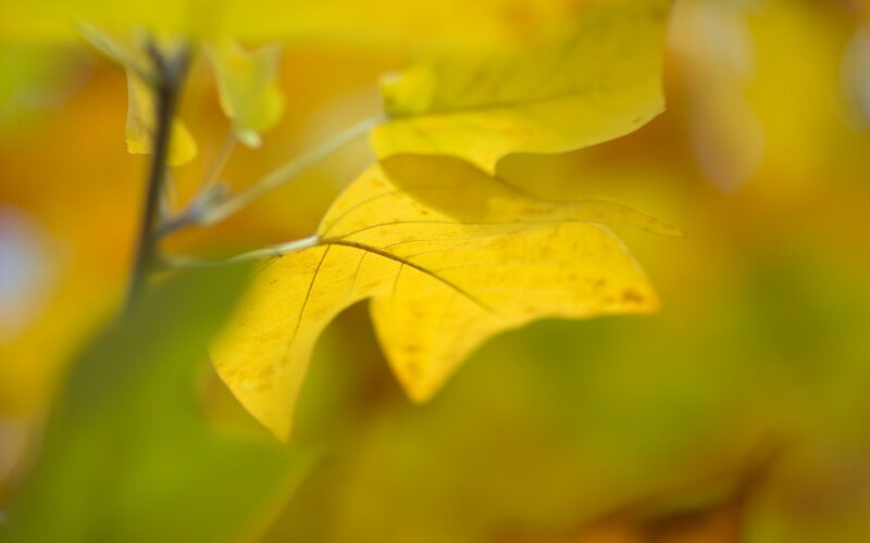 Yellow Leaf on Branch — Serene, Autumn