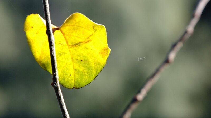 Yellow Leaf on Branch — Serene