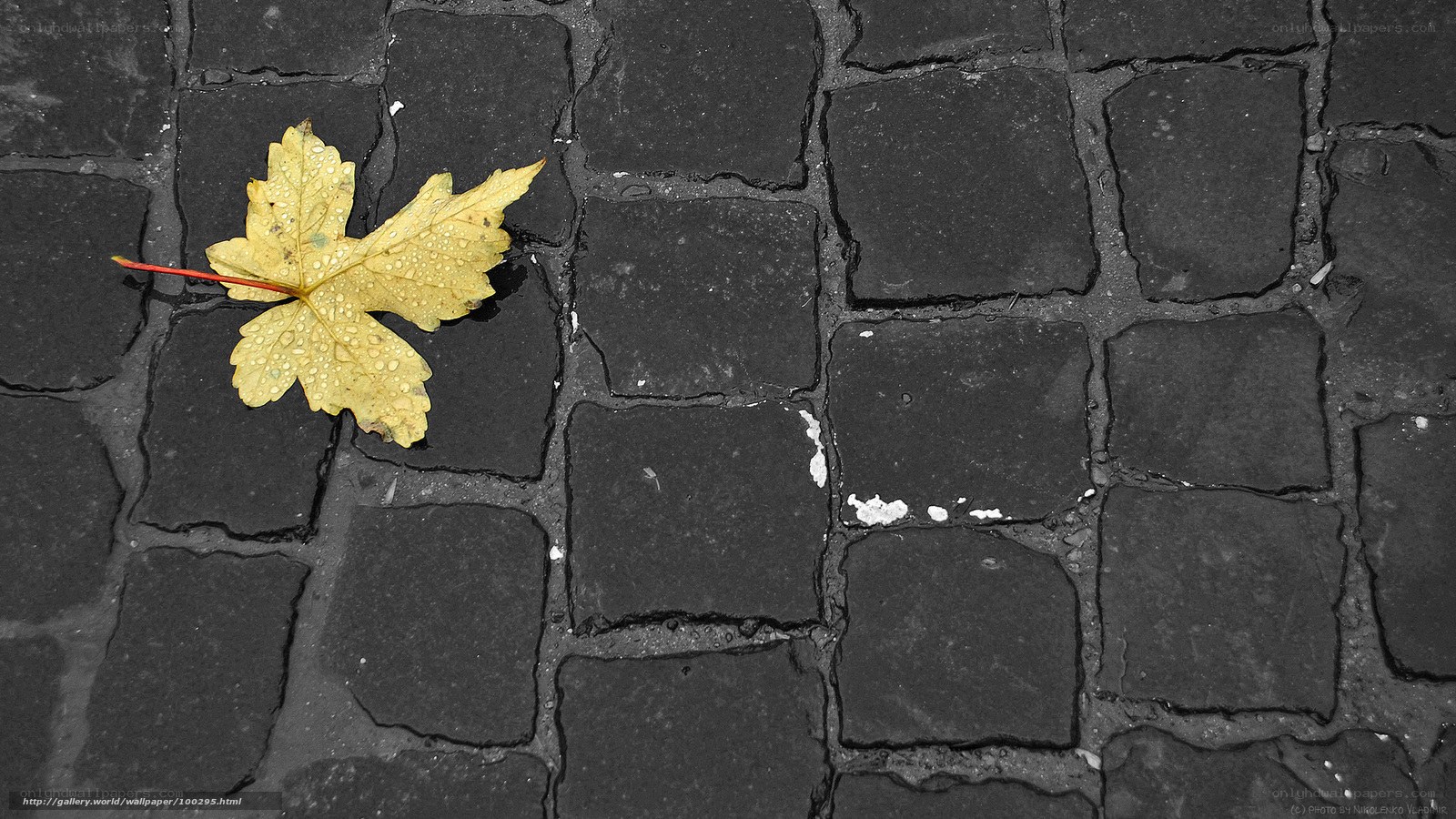 yellow leaf on cobblestone