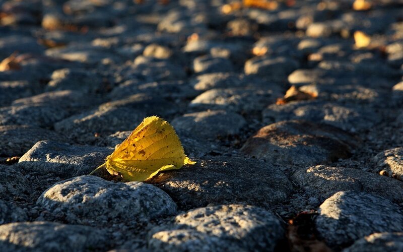Yellow leaf on cobblestones