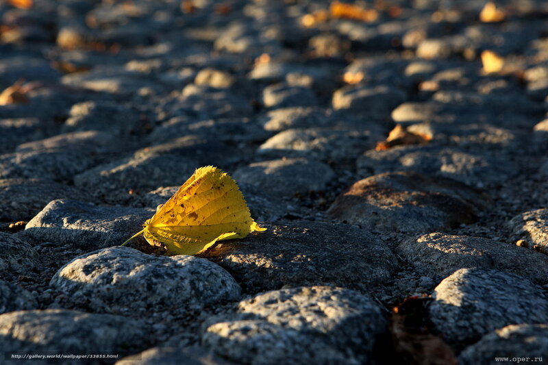 Yellow leaf on cobblestones