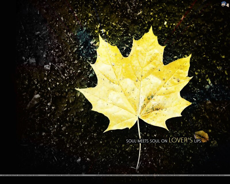 yellow leaf on dark ground